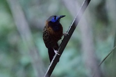 Phaenostictus mcleannani