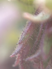 Arctostaphylos montereyensis