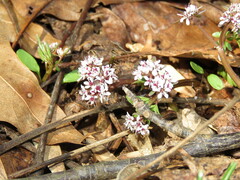 Erigenia bulbosa