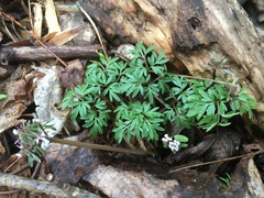 Erigenia bulbosa