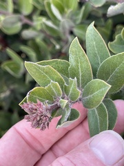 Arctostaphylos crustacea