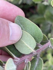 Arctostaphylos crustacea
