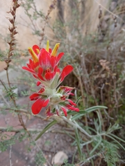 Castilleja lanata
