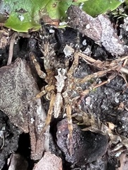 Artoriinae