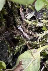 Artoriinae