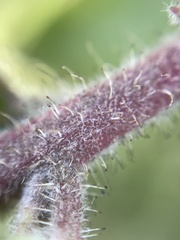 Arctostaphylos crustacea