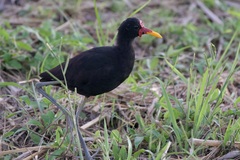 Jacana jacana hypomelaena