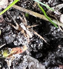 Artoriinae