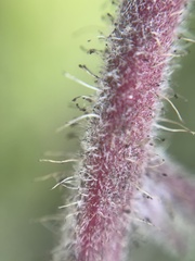 Arctostaphylos crustacea