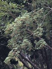 Acer serrulatum