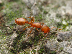 Temnothorax schaumii