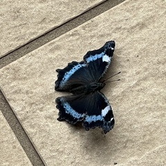 Kaniska canace nojaponicum