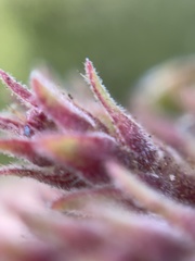 Arctostaphylos crustacea