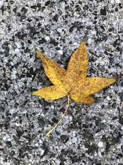 Acer serrulatum