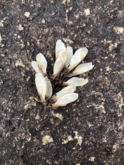 Acer serrulatum