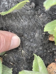 Arctostaphylos crustacea