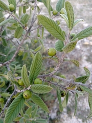 Karwinskia humboldtiana