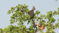Corythaixoides concolor