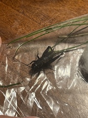 Gryllus veletis