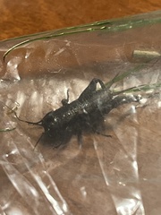 Gryllus veletis
