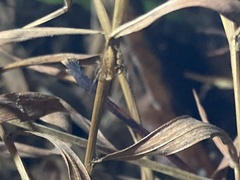 Oxyopes salticus