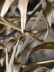 Oxyopes salticus