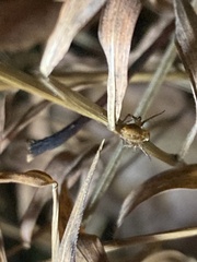 Oxyopes salticus