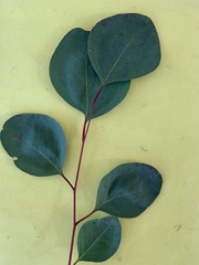 Eucalyptus cladocalyx