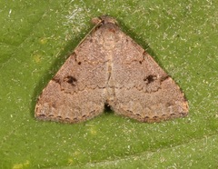 Nychioptera noctuidalis