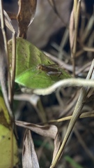 Anaxipha exigua