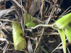 Anaxipha exigua
