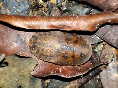Epilamprinae
