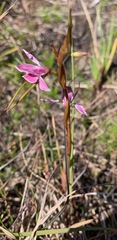 Diuris punctata