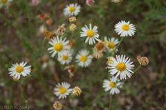 Erigeron modestus