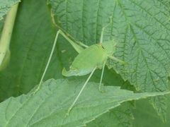 Poecilimon schmidtii