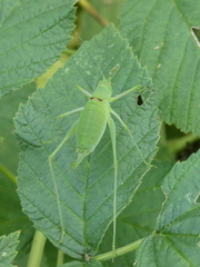 Poecilimon schmidtii