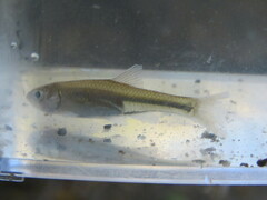 Cyprinella lutrensis