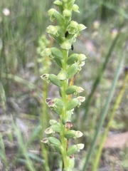 Microtis arenaria