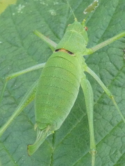 Poecilimon schmidtii