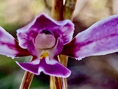 Diuris punctata