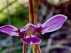 Diuris punctata