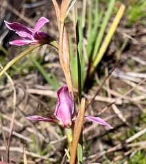Diuris punctata