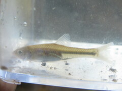 Cyprinella lutrensis