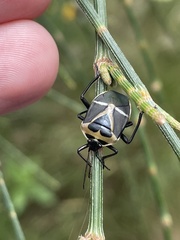 Commius elegans