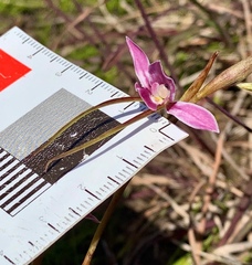 Diuris punctata