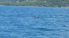 Sagmatias obscurus