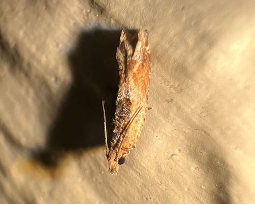 Cotton Tipworm Moth photo 6