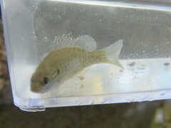 Lepomis humilis