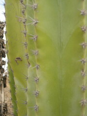 Lophocereus schottii