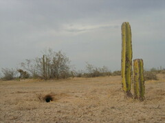 Lophocereus schottii